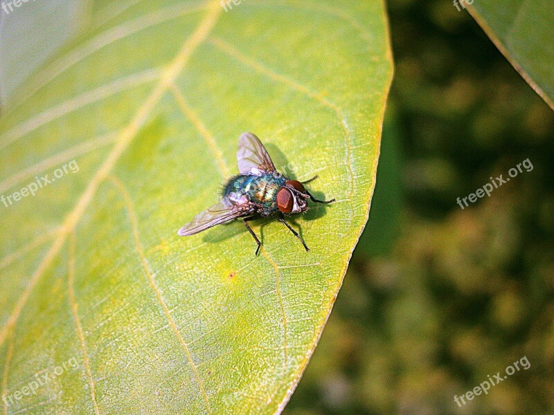 Bluebottle Fly Insect Calliphoridae Animal