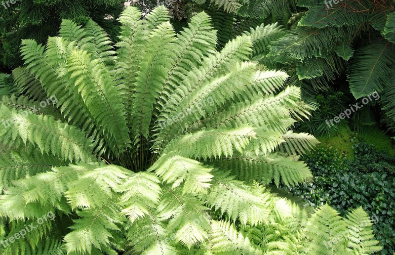 Leaf Green Fern Radiating Botanical