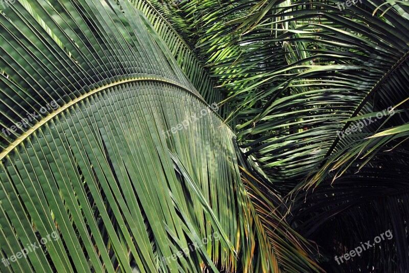 Leaves Plants Green Palm Spread