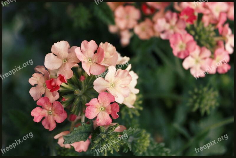 Geranium Geraniums Basket Flowers Garden Blooming