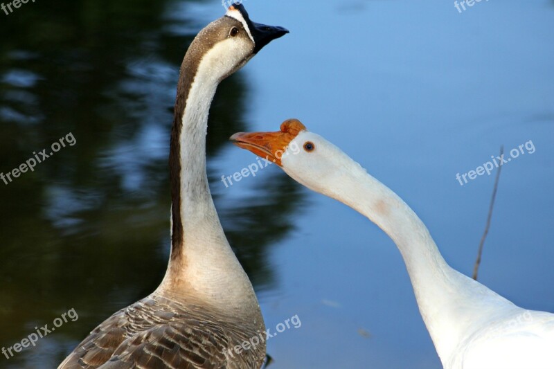 Geese Water Nature Outside Waterfowl