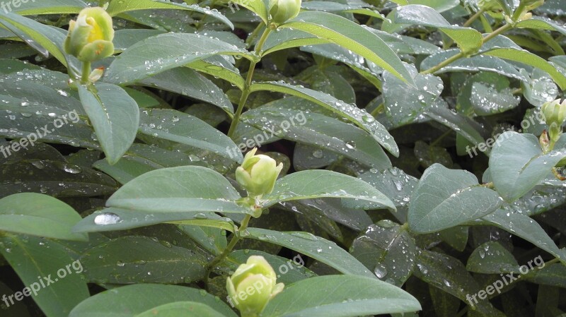 St John's Wort Large Cup-st John's Wort Flowers Raindrop Green