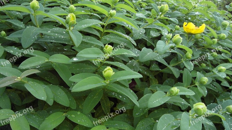 St John's Wort Large Cup-st John's Wort Flowers Raindrop Green