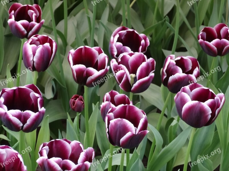 Tulips Flowers Holland Keukenhof Purple