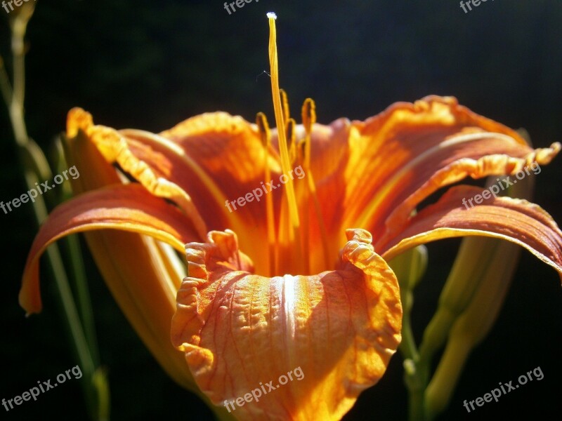 Lily Lilies Lilium Blossom Bloom