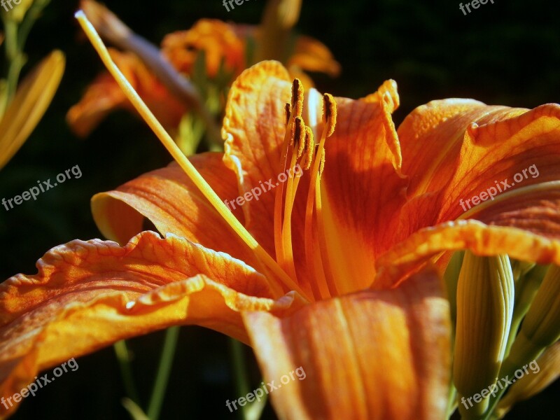 Lily Lilies Lilium Blossom Bloom