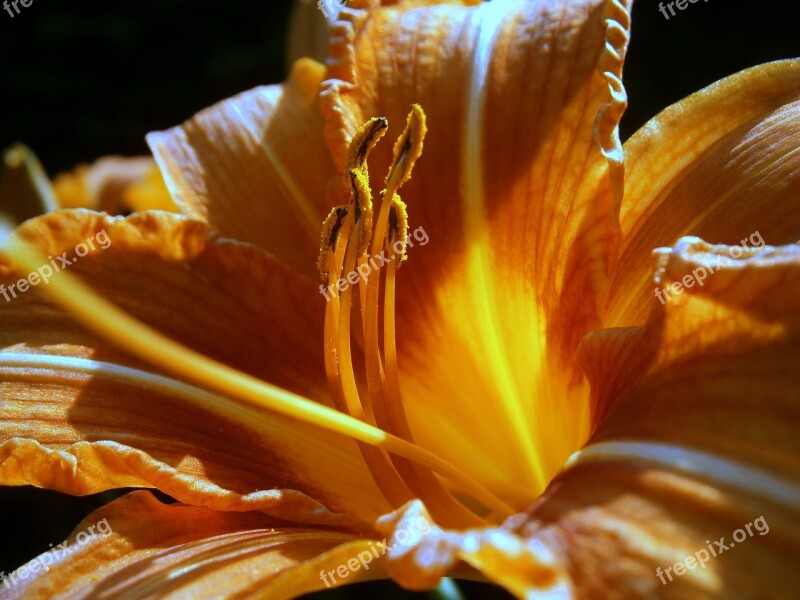 Lily Lilies Lilium Blossom Bloom