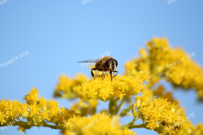 Hover Fly Nature Insect Yellow Blossom