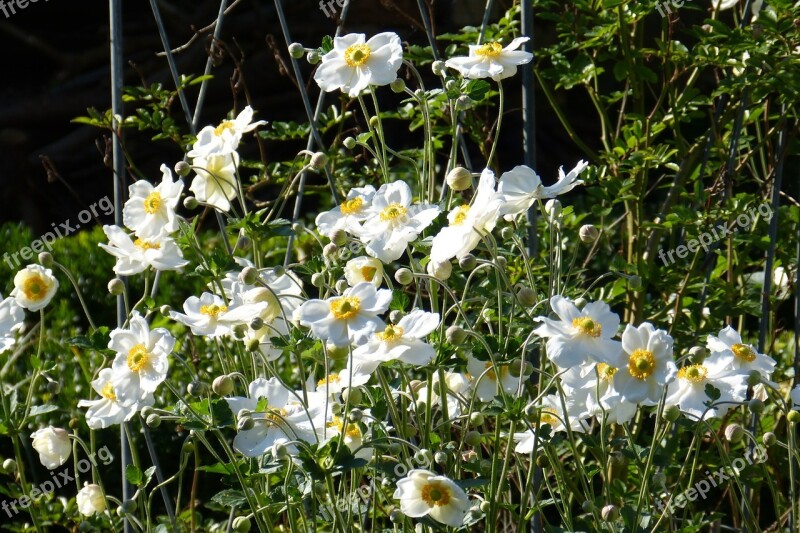 Fall Anemone Japanese Fall Anemone Bud White Flower