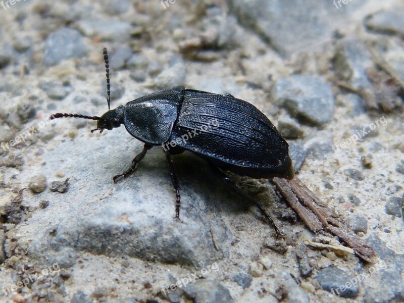 Animal Insect Beetle Macro Close Up