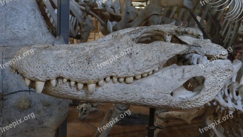 Crocodile Head Skeleton Bone Museum