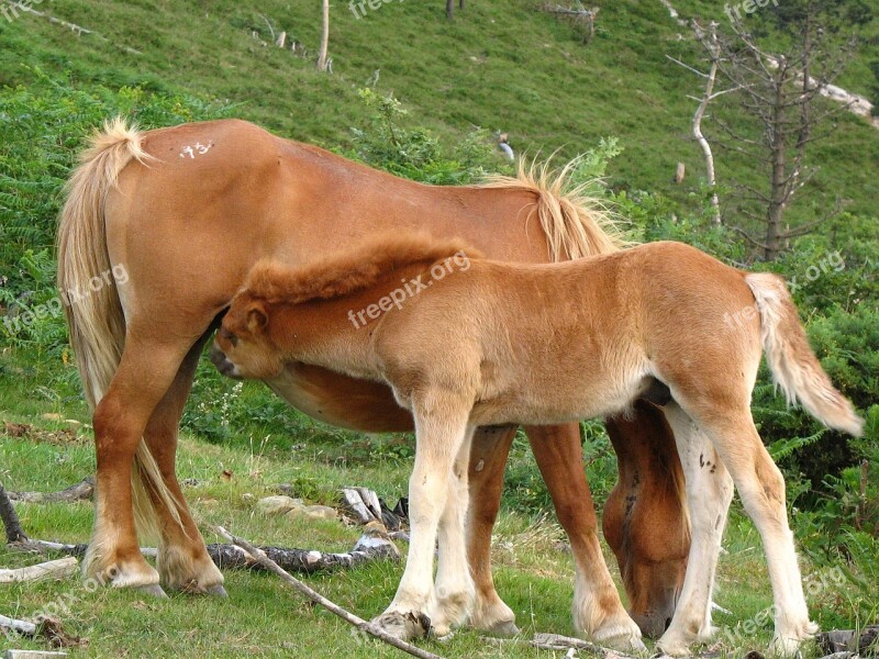 Nature Horses Colt Pastures Mammals