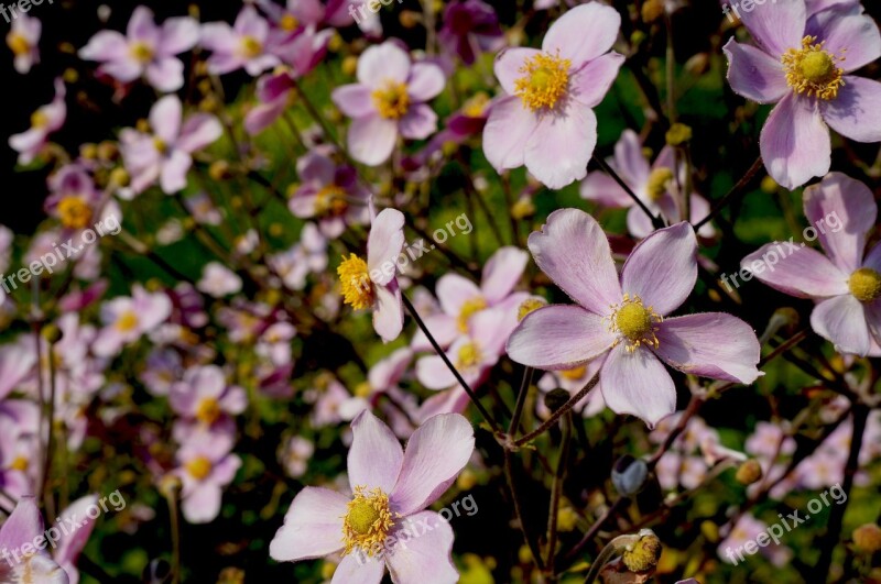 Flowers Bloom Pink Flowers Nature Spring