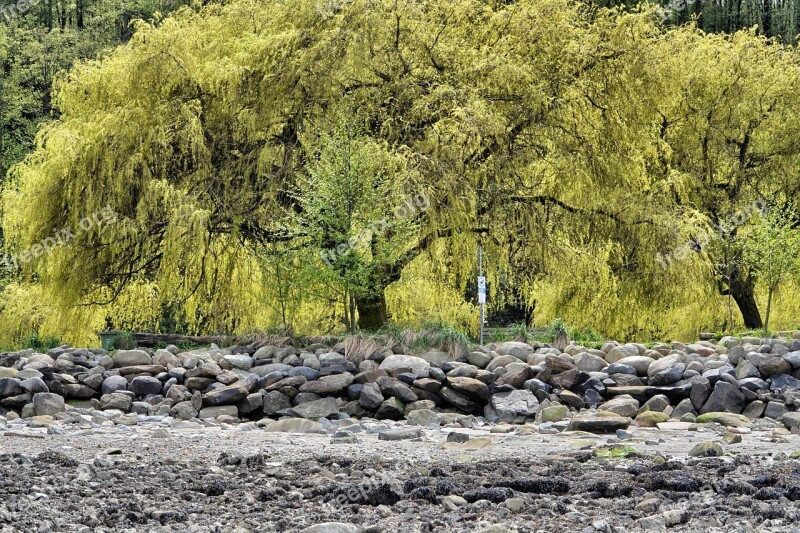 Tree Willow Tree Vancouver Free Photos