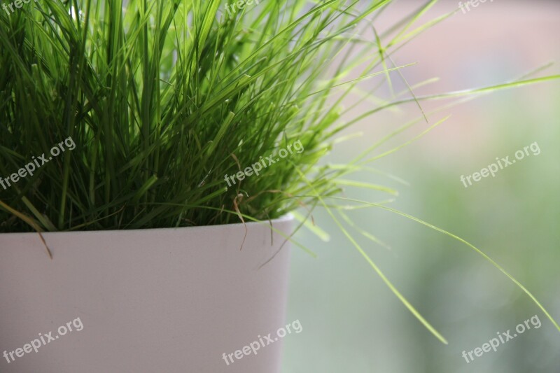 Flowerpot Green Lush Nature Lawn