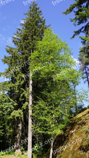 Finnish Summer Forest Conifer Deciduous Tree