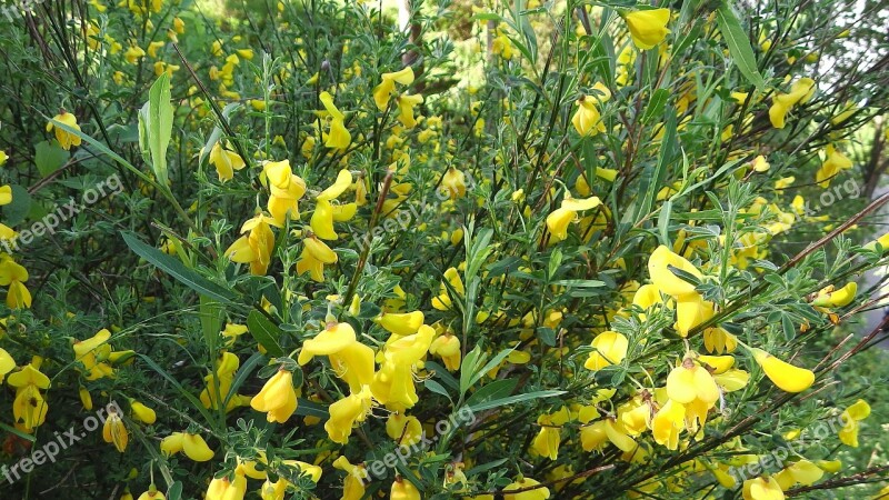 Broom Flowers Nature Free Photos