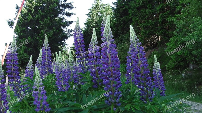 Lupins Flowers Black Forest Free Photos