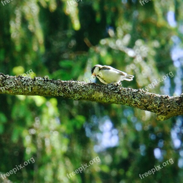 Chick Bird Beak Open Eat Free Photos