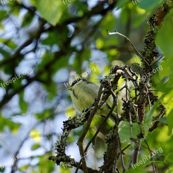 Chick Bird Great Tit Free Photos