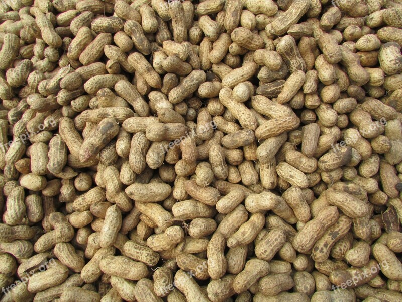 Peanut Ground Nuts Bangalore India Free Photos