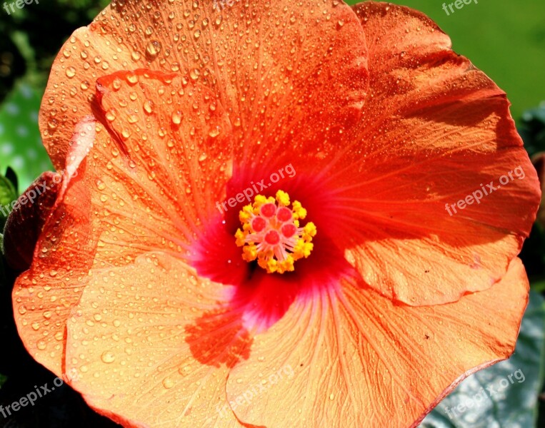 Flower Blossom Bloom Hibiscus Shrub Plant