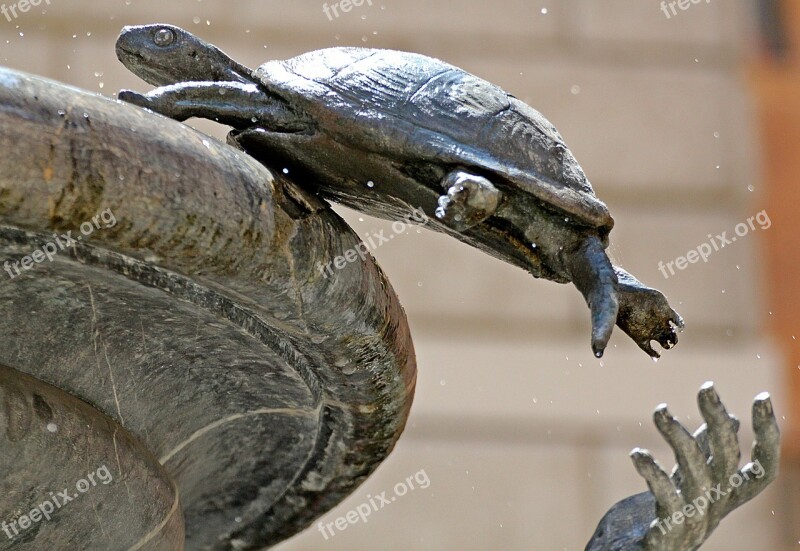 Turtle Source Rome Free Photos