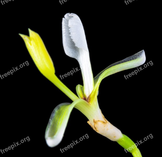 Wild Flower Small Flower Blossom Bloom White Yellow