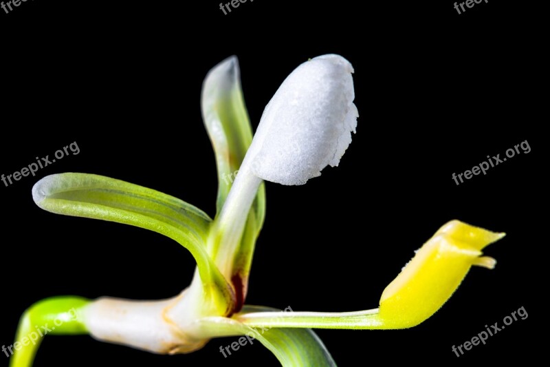 Wild Flower Small Flower Blossom Bloom White Yellow