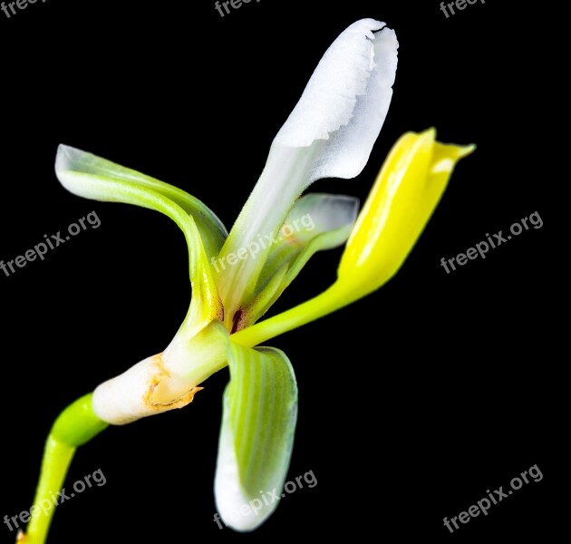 Wild Flower Small Flower Blossom Bloom White Yellow