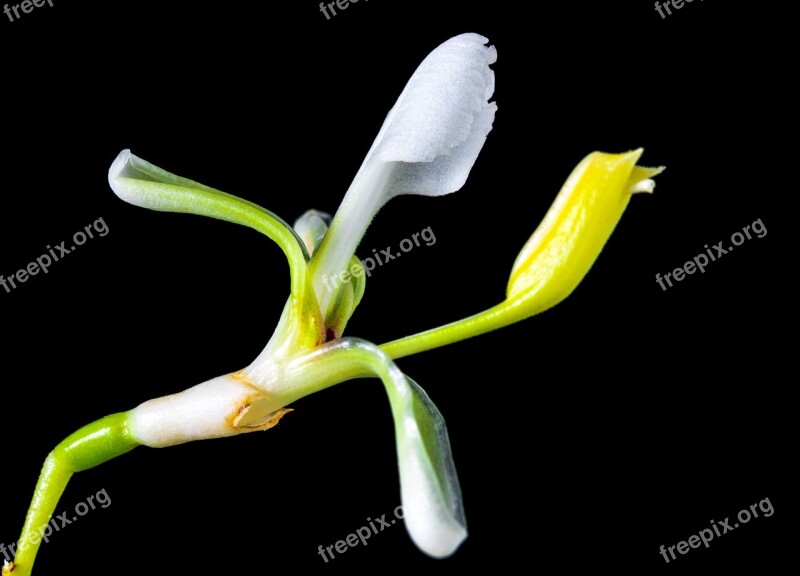 Wild Flower Small Flower Blossom Bloom White Yellow