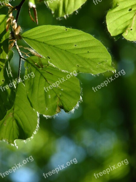 Beech Wood Nature Forest Spring