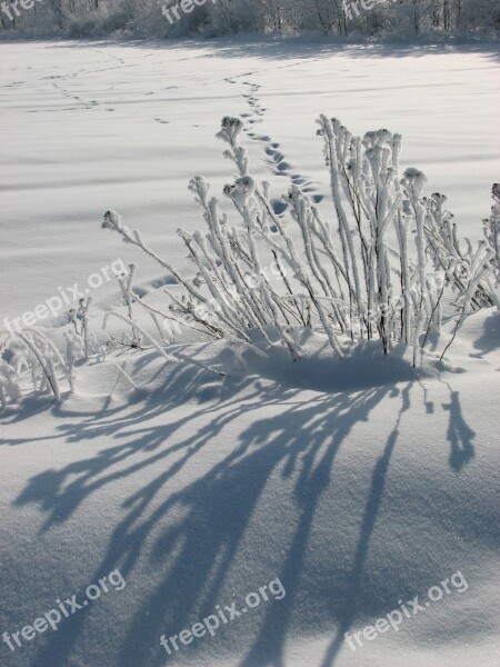 Snow Winter Snowy Wintery Frosty