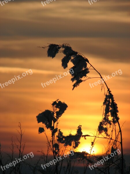 Sunset Plant Nature Dusk Light