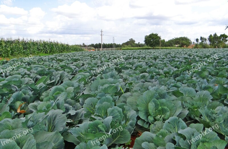 Cabbage Crop Field Vegetable India