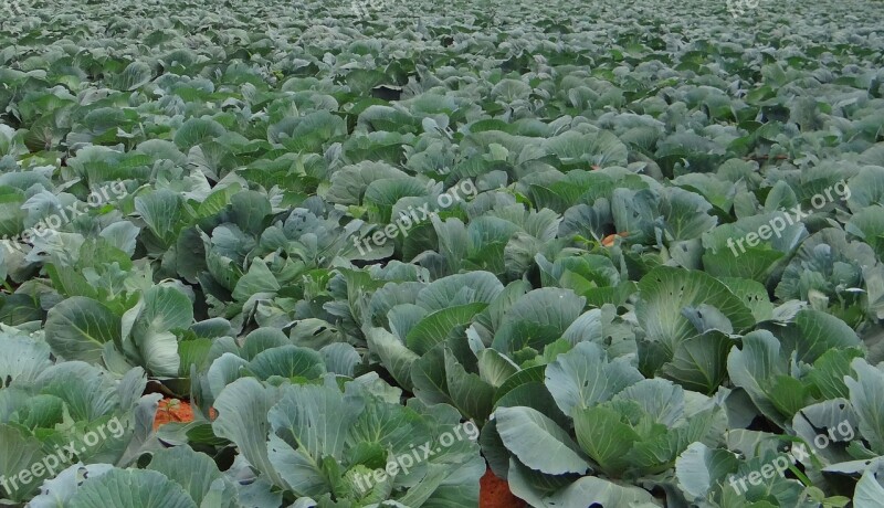 Cabbage Crop Field Vegetable India