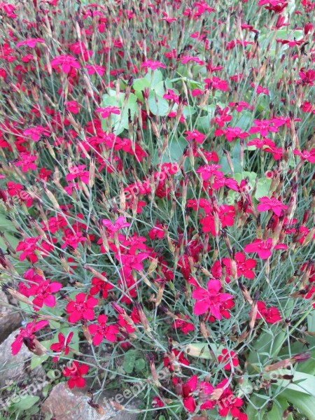 Flowers Cloves Ornamental Plant Pink Dianthus