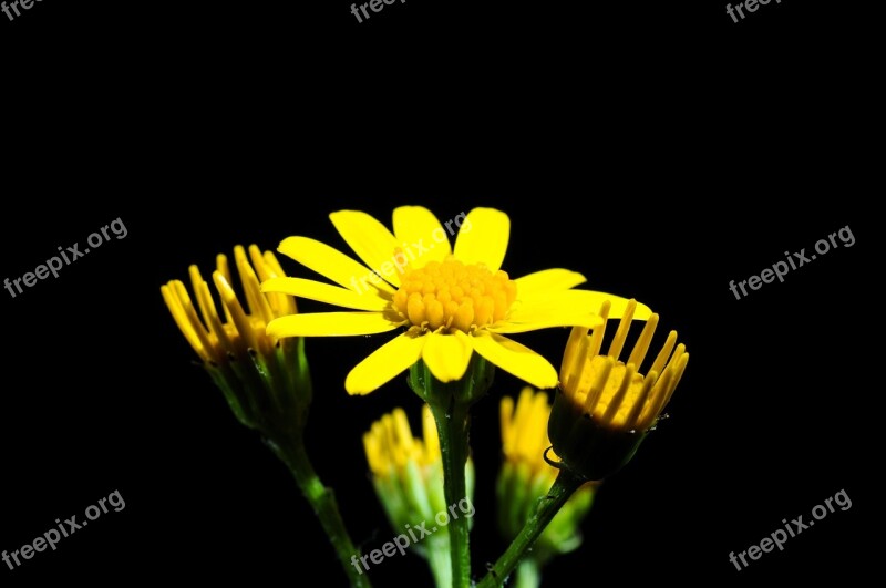 Pointed Flower Blossom Bloom Yellow Close Up