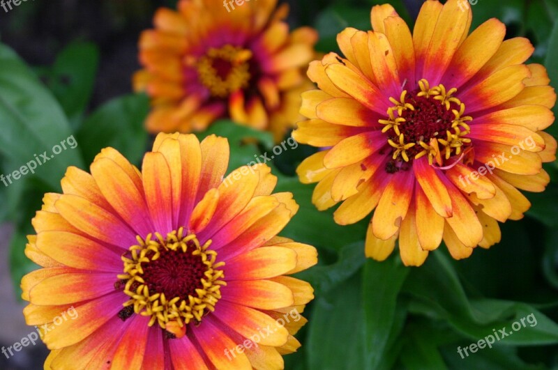 Flower Floral Botanical Close-up Macro