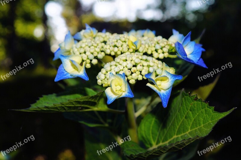 Flower Blossom Bloom Blue Close Up