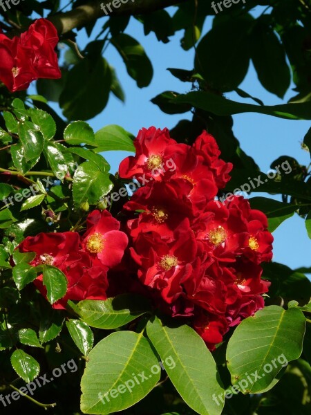 Blossom Bloom Red Blue Sky Green Leaves