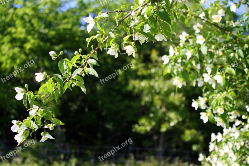 Floral Shrub Greenery Flowering Shrub Free Photos