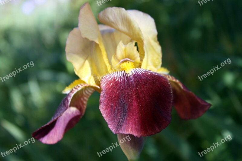 Iris Floral Flower Free Photos