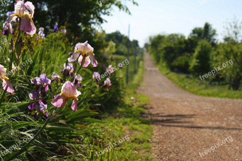 Iris Floral Country Road Free Photos