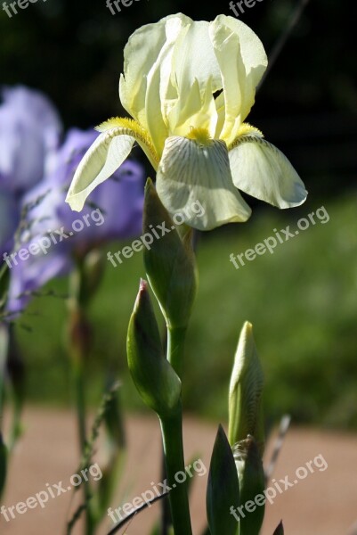 Iris Floral Flower Free Photos