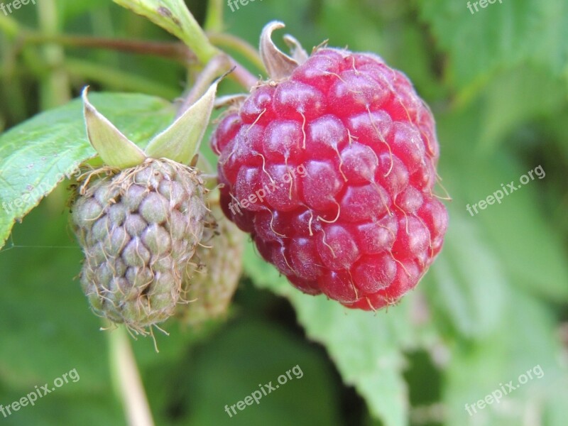 Raspberry Bay Plants Garden Spring