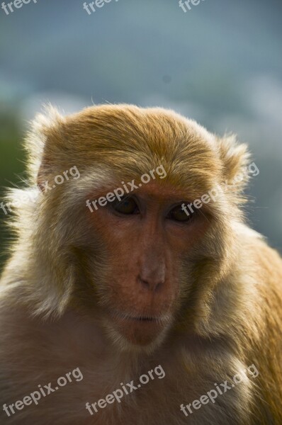 Animal Monkey India Nature Wildlife