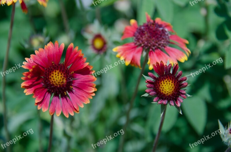 Gaillardia Flower Garden Flowers Beautiful Garden Flower