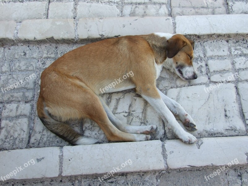 Dog Fatigue Pets Siesta Free Photos