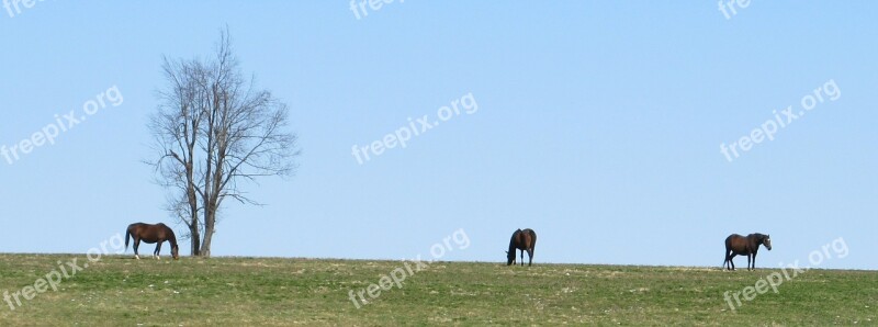 Thoroughbreds Grazing Horse Countryside Landscape